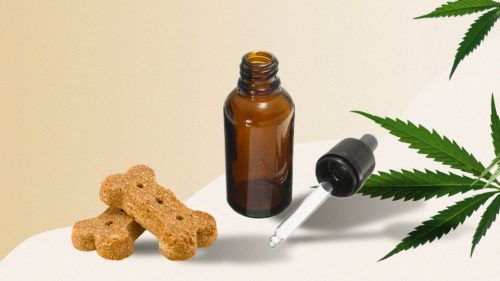 Cbd oil for pets – The benefits of this oil and the confusion regarding its legality